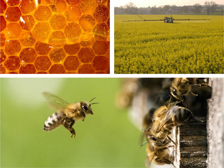 erfal Magazin Bienen und Insektenschutz Collage 1