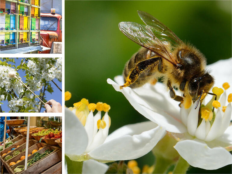 erfal Magazin Bienen – Treiber unserer Ökosysteme