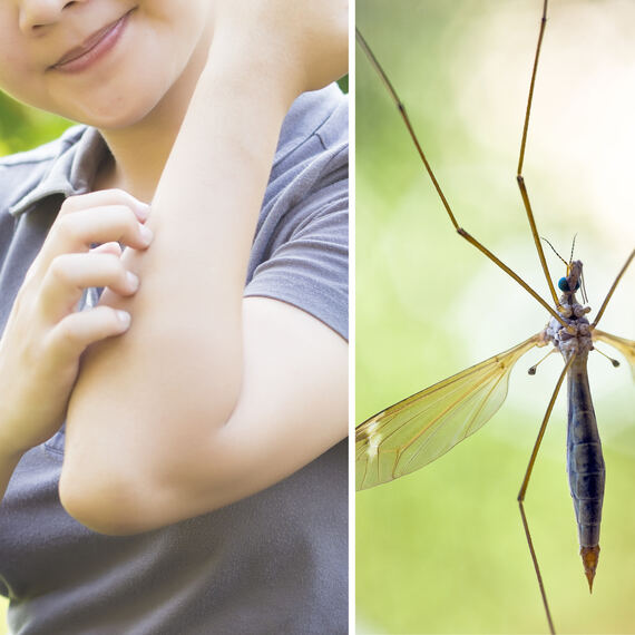 Exotische <br>Insekten <br>übertragen Krankheiten